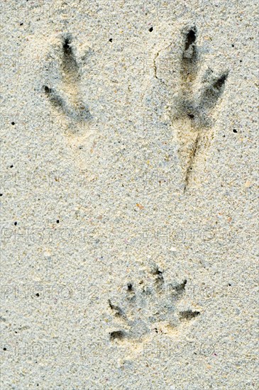 Quokka