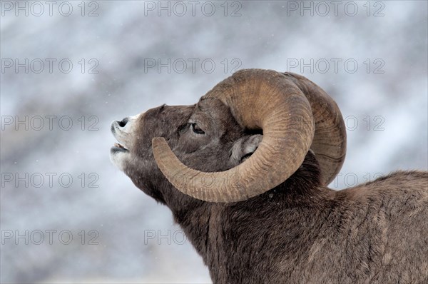 Bighorn sheep