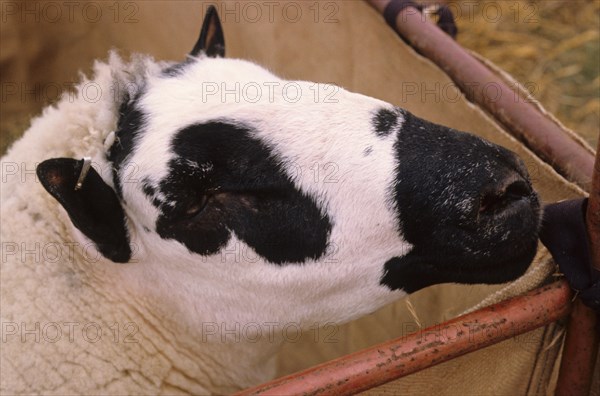 Domestic sheep