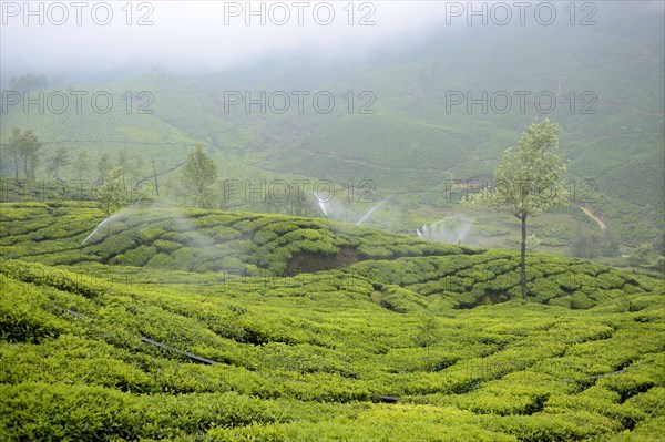 Tea plant