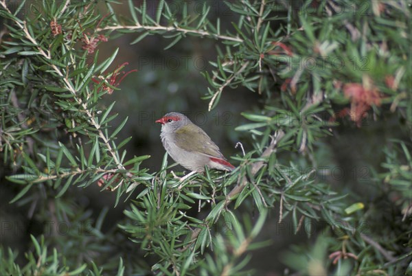 Red-browed Firetail