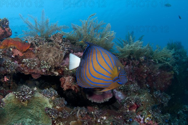 Blue ring angelfish