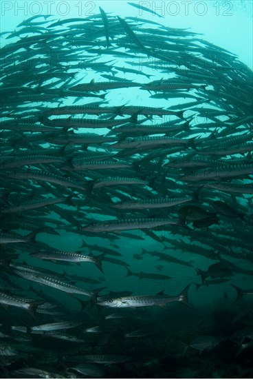 Darkfin Barracuda