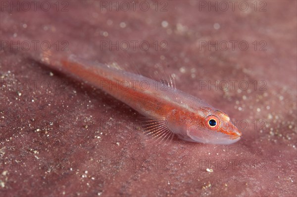 Whipcoral Dwarf Goby