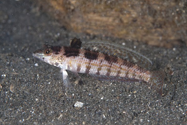 Adult u-mark sandperch