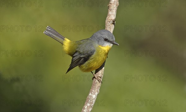 Eastern yellow robin