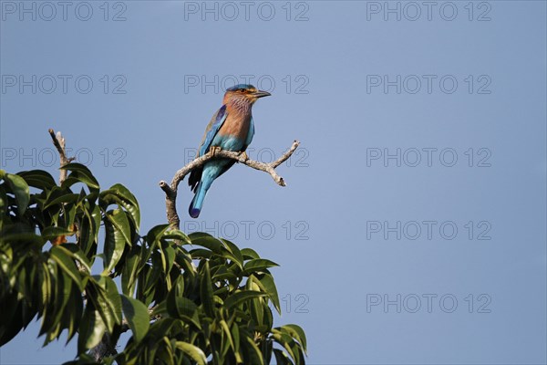 Indian Roller