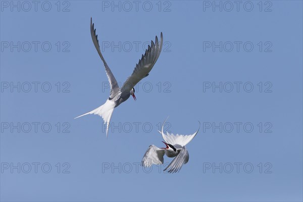 Arctic Tern