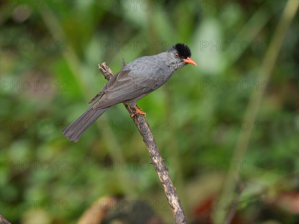 Square-tailed Bulbul