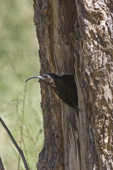 Greater Scimitarbill at nesting hole in tree