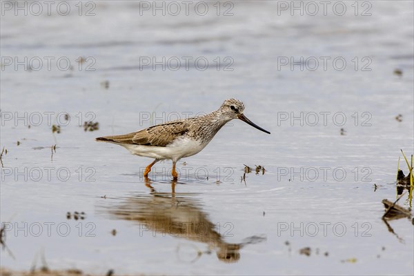 Terek Sandpiper