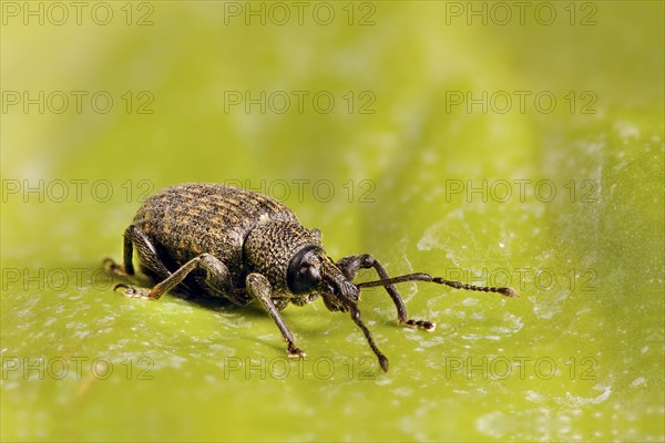 Black Vine Weevil