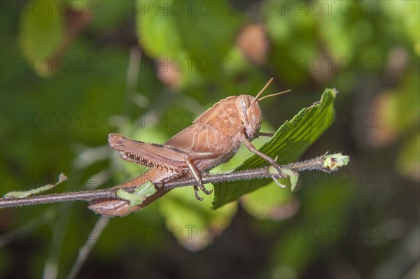 Grasshopper