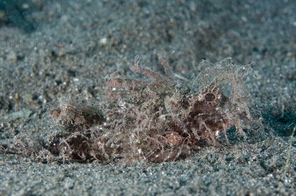 Ambon scorpionfishes