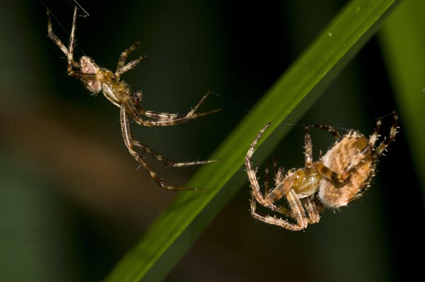 Garden cross spider