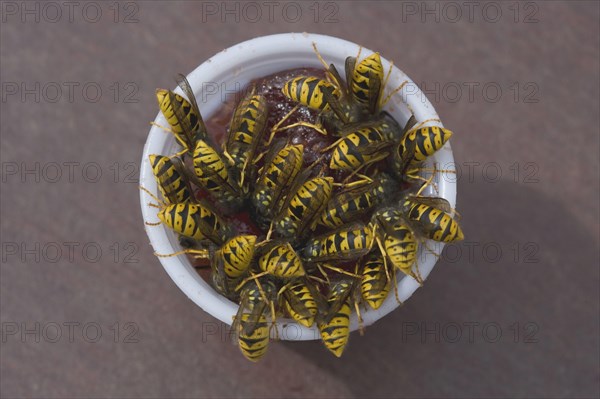 Paravespula vulgaris