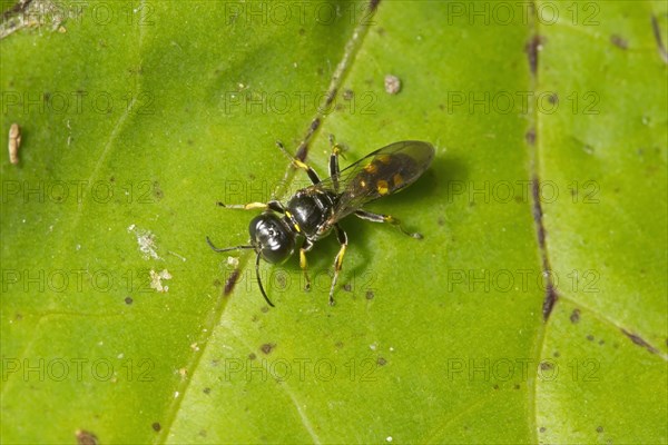 Four-spotted Digger Wasp