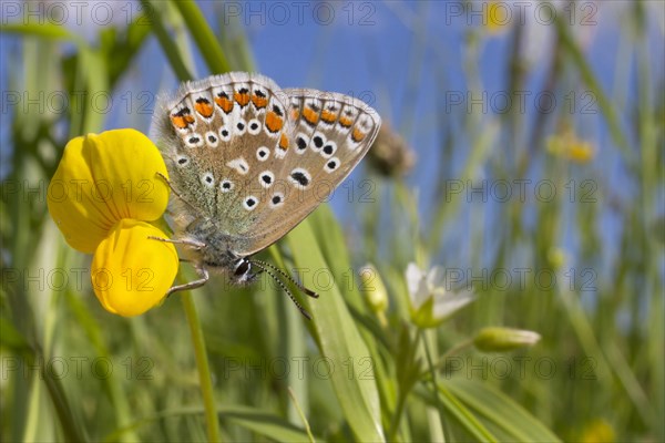 Common Blue