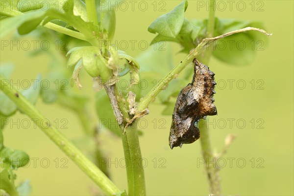 Silver-washed pupa of the silver-washed fritillary