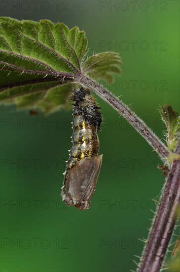 Larva of painted lady