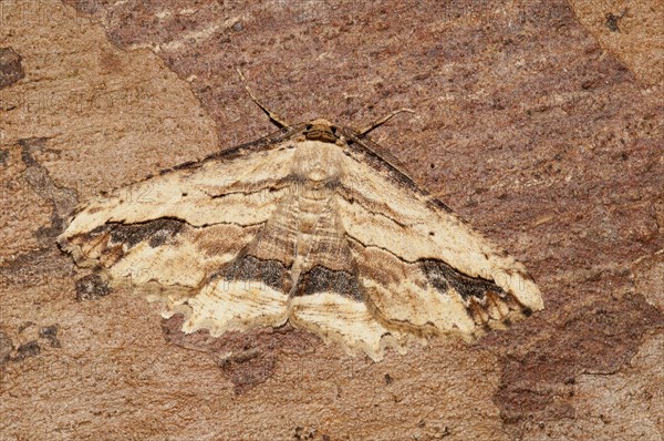 Menophira abruptaria