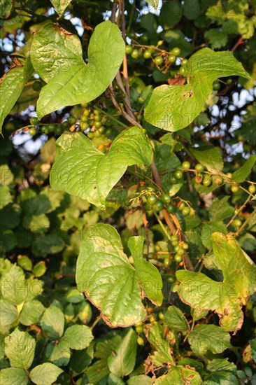 Black Bryony