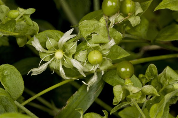 Berry Catchfly