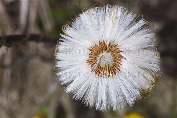 Coltsfoot