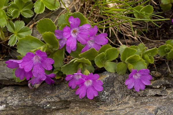 Hairy Primrose