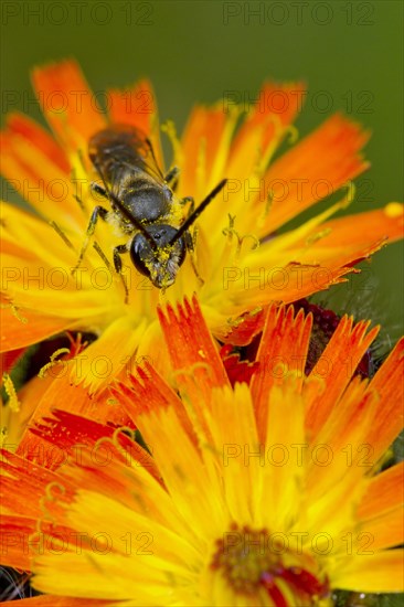 Common hawkweed bee