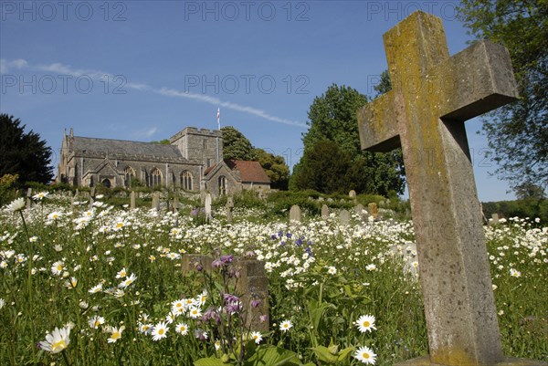 Ox-eye Daisy