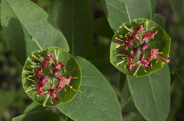 Honeysuckle