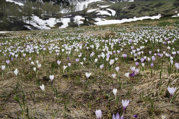 Spring crocus