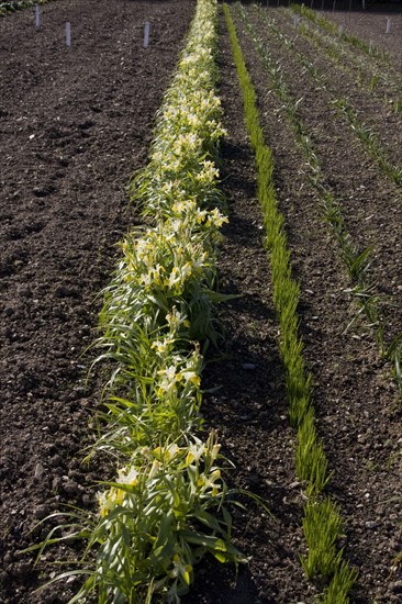 Iris bucharica