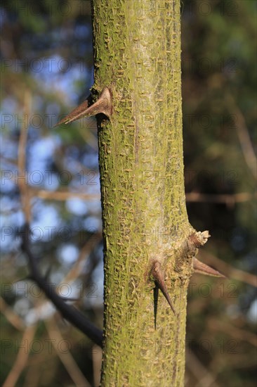 Black locust