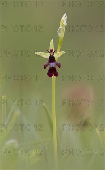 Fly Orchid