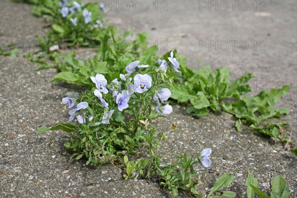 Garden pansy