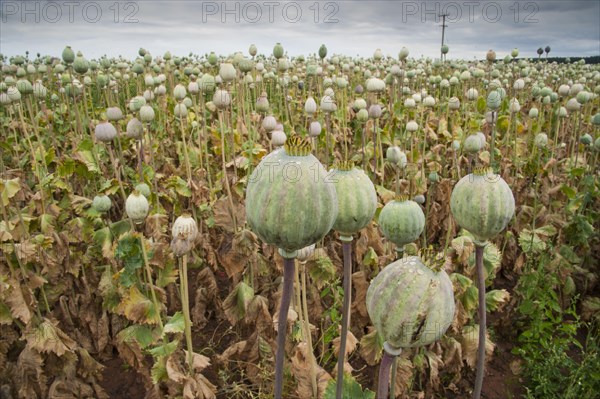 Opium poppy