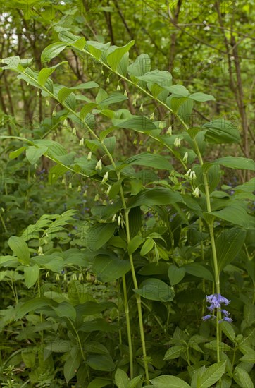 Common Solomon's Seal