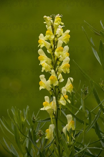 Common Toadflax