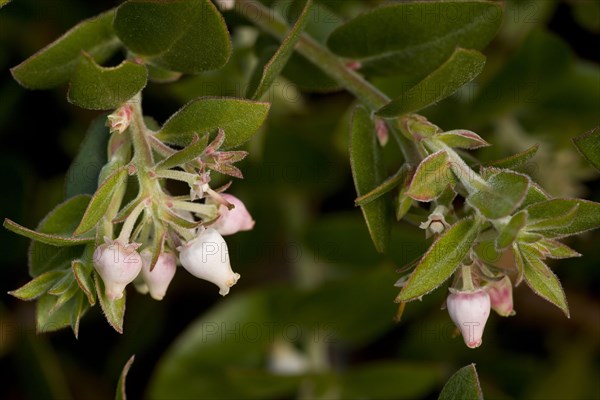 Arroyo de la Cruz Manzanita