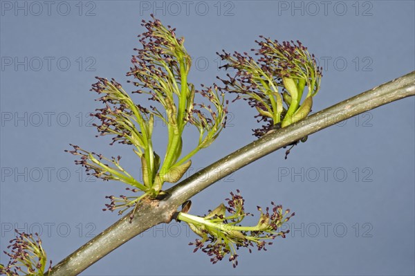 Flowers on ash