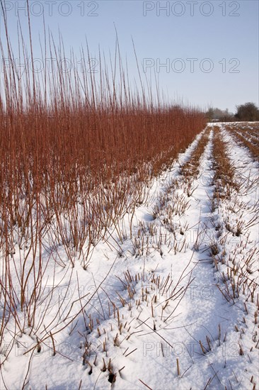 Cut and uncut willow grown for fencing and basket weaving with snow