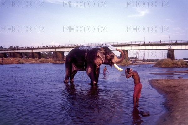 A man and elephant bathing in Bharathapuzha River in Cheruthuruthy