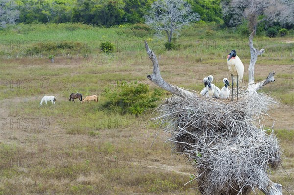 Jabiru