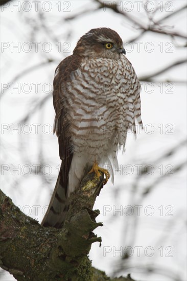 Eurasian sparrowhawk