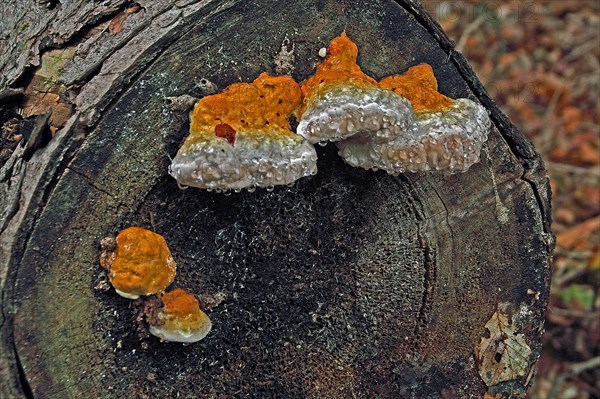 Red Banded Polypore