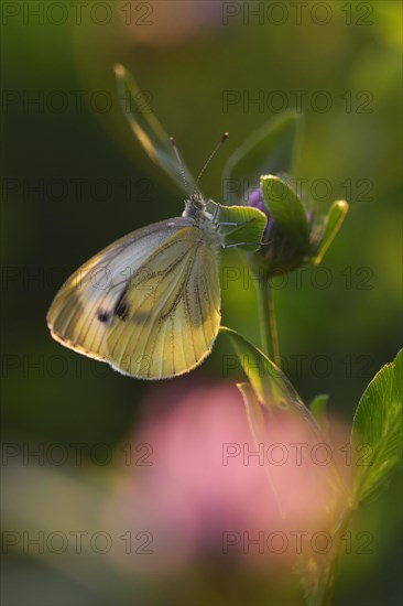 Large cabbage white butterfly