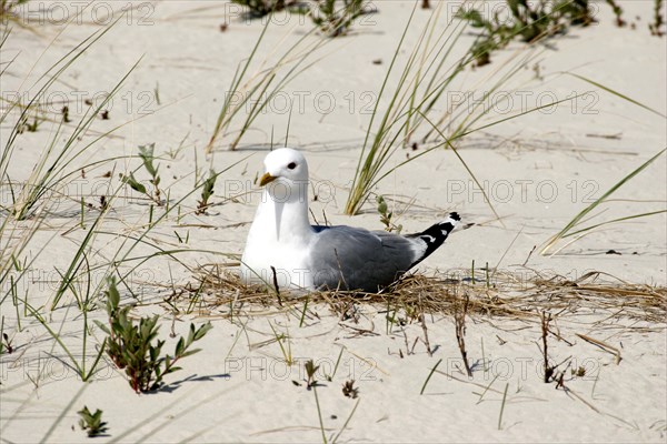 Common gull