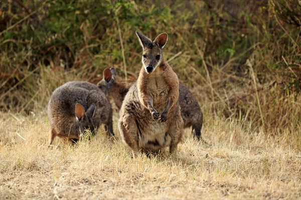 Tammar Wallaby